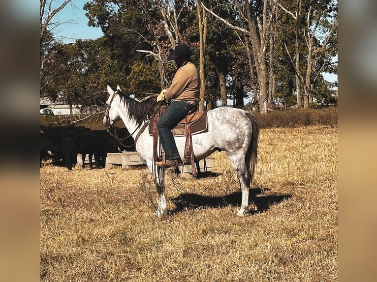 American Quarter Horse Gelding 7 years 15 hh Grey in fulton MO