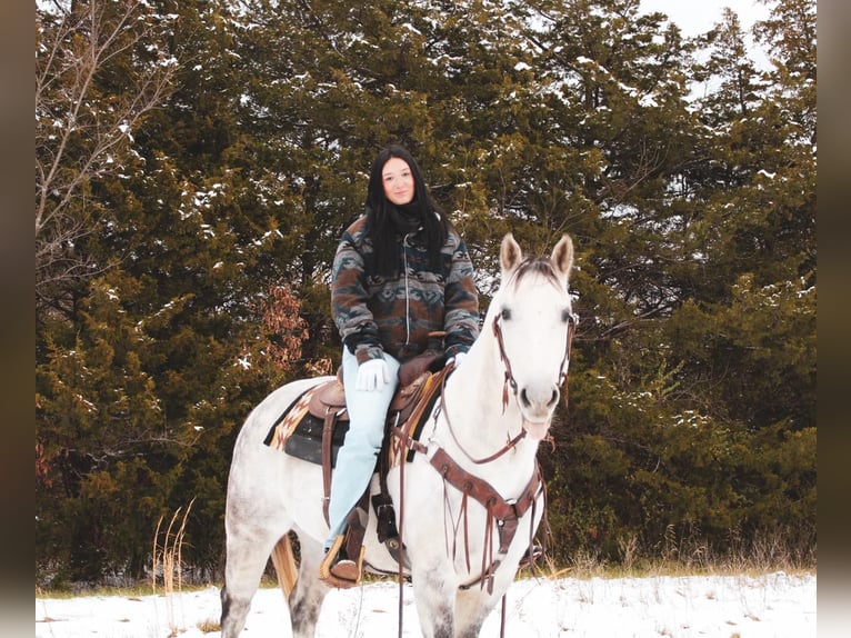 American Quarter Horse Gelding 7 years 15 hh Grey in fulton MO