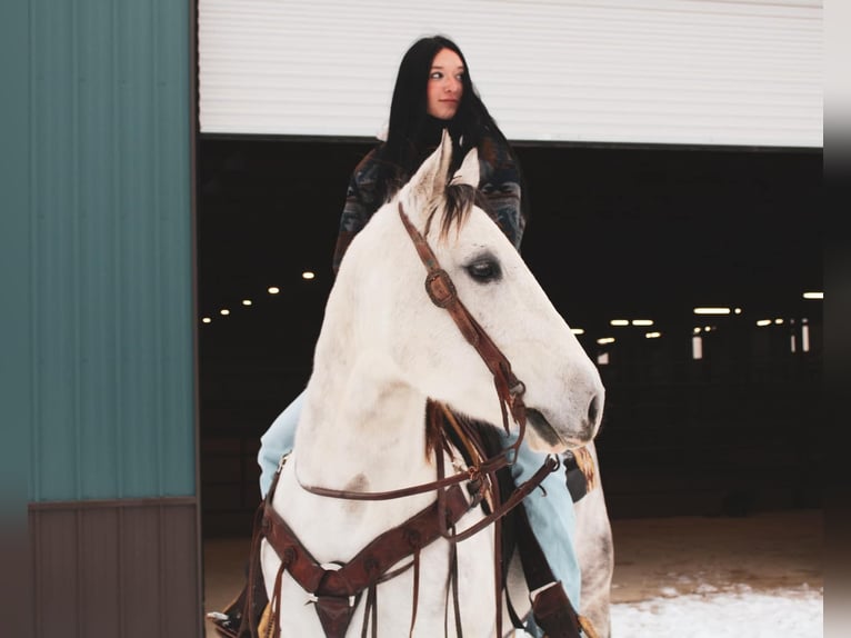 American Quarter Horse Gelding 7 years 15 hh Grey in fulton MO
