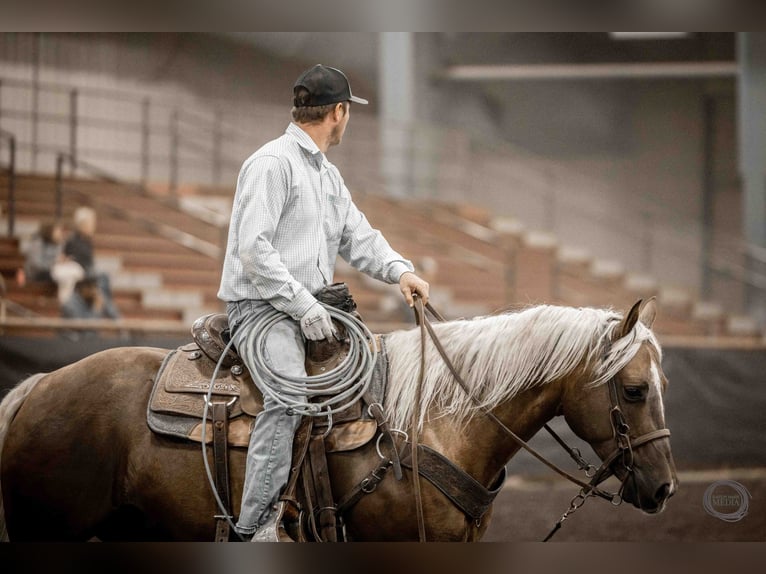 American Quarter Horse Gelding 7 years 15 hh Palomino in Canistota