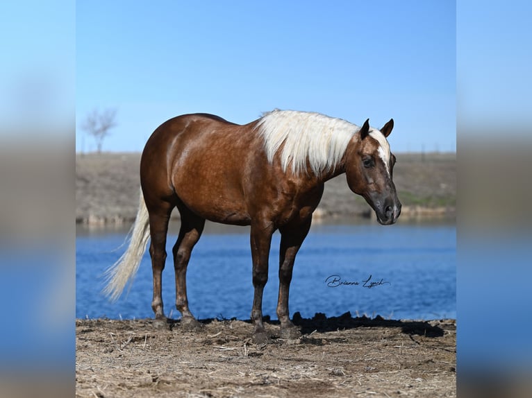 American Quarter Horse Gelding 7 years 15 hh Palomino in Canistota