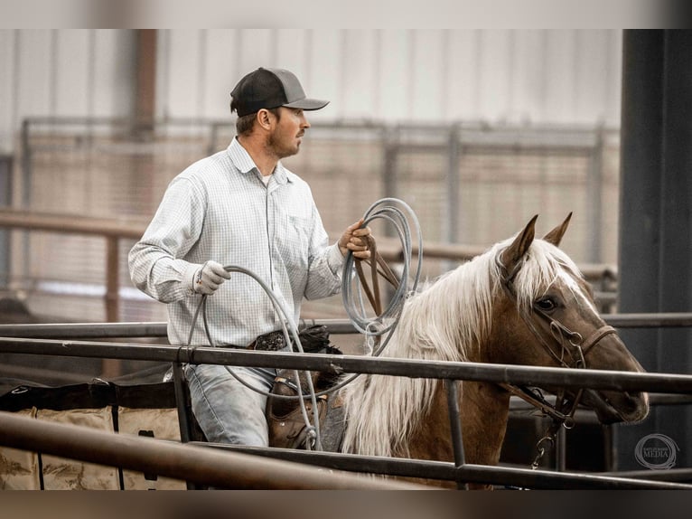 American Quarter Horse Gelding 7 years 15 hh Palomino in Canistota