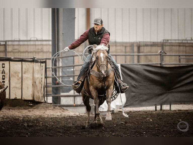 American Quarter Horse Gelding 7 years 15 hh Palomino in Canistota