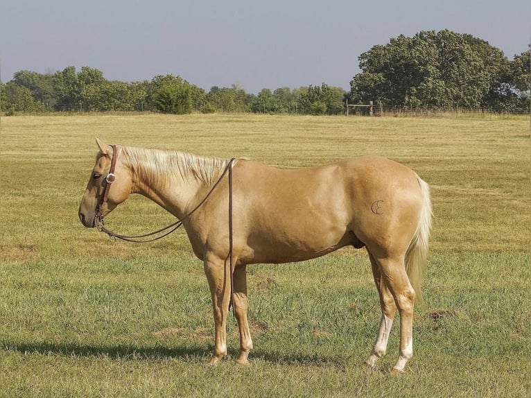 American Quarter Horse Gelding 7 years 15 hh Palomino in Buffalo, MO