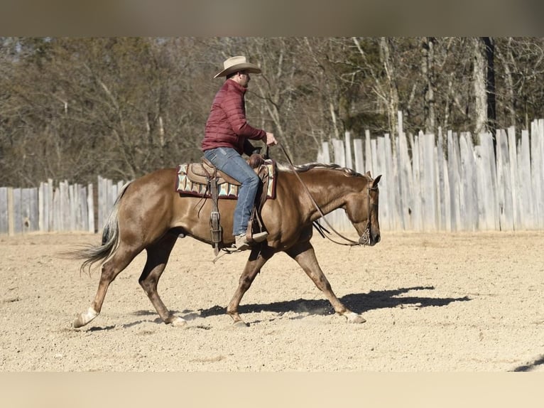 American Quarter Horse Gelding 7 years 15 hh Palomino in Buffalo, MO