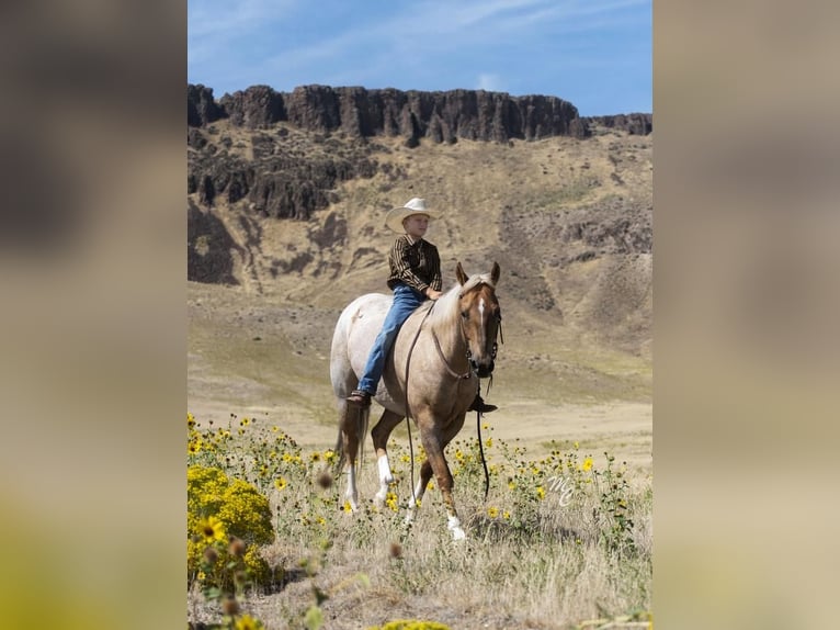 American Quarter Horse Gelding 7 years 15 hh Palomino in Caldwell, ID