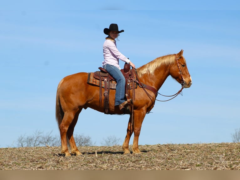 American Quarter Horse Gelding 7 years 15 hh Palomino in Clarion