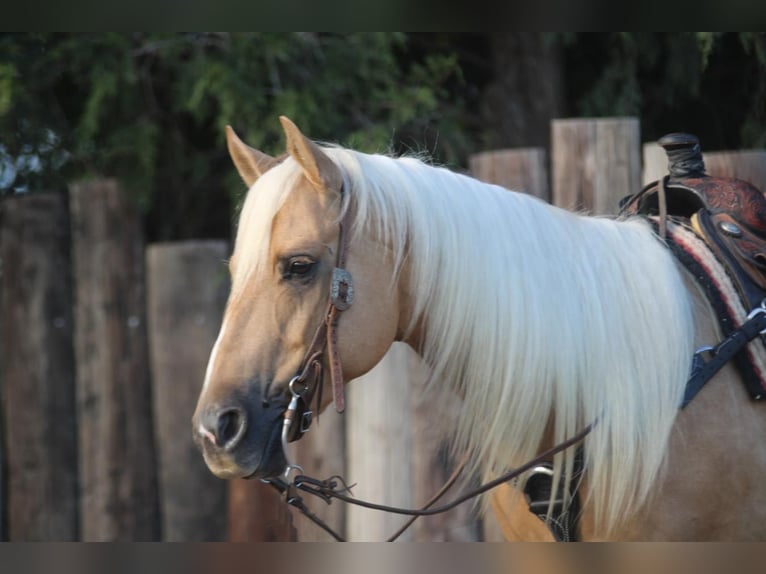 American Quarter Horse Gelding 7 years 15 hh Palomino in Madill