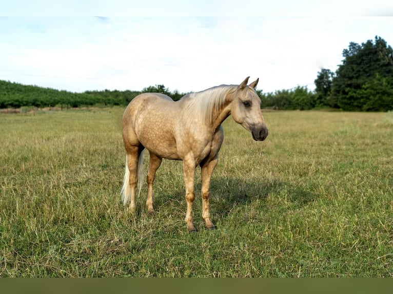 American Quarter Horse Gelding 7 years 15 hh Palomino in Waterford, CA