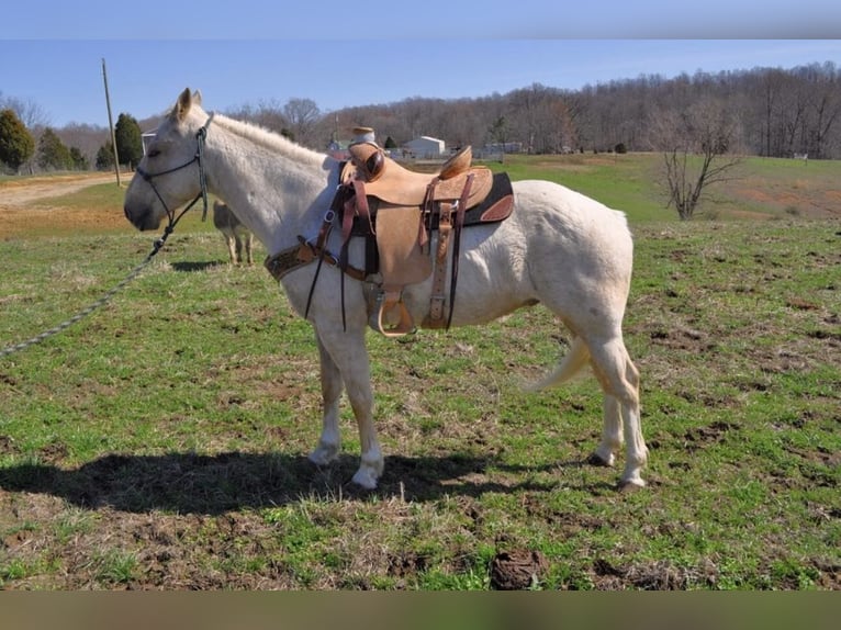 American Quarter Horse Gelding 7 years 15 hh Palomino in FORDSVILLE, KY