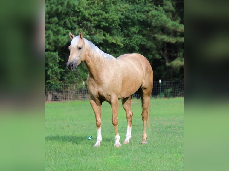 American Quarter Horse Gelding 7 years 15 hh Palomino in Bloomburg, TX