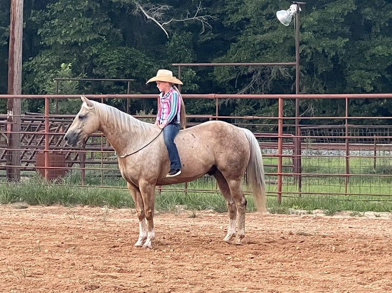 American Quarter Horse Gelding 7 years 15 hh Palomino in Bloomburg, TX