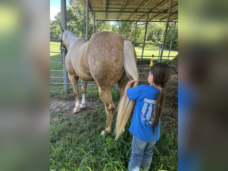 American Quarter Horse Gelding 7 years 15 hh Palomino in Bloomburg, TX