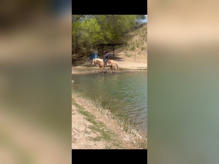 American Quarter Horse Gelding 7 years 15 hh Palomino in Dalhart