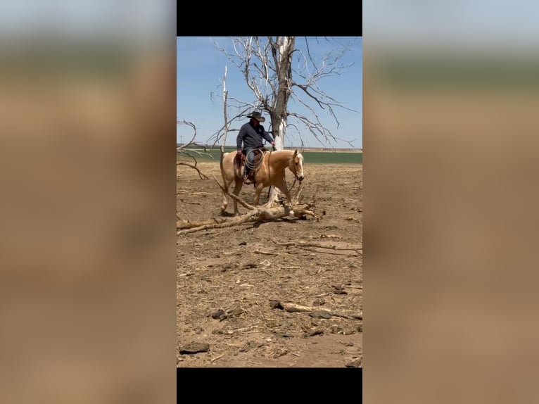 American Quarter Horse Gelding 7 years 15 hh Palomino in Dalhart
