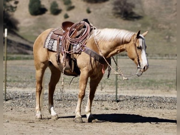 American Quarter Horse Gelding 7 years 15 hh Palomino in Paicines, CA