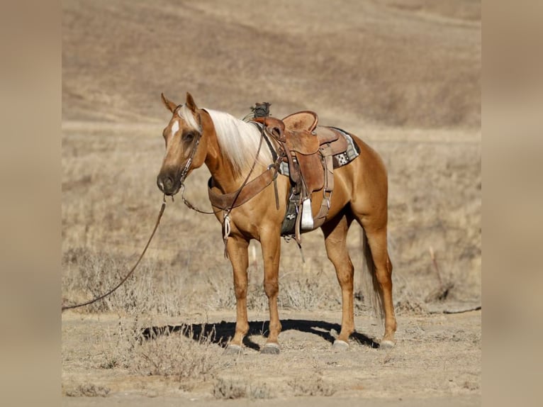 American Quarter Horse Gelding 7 years 15 hh Palomino in Paicines CA