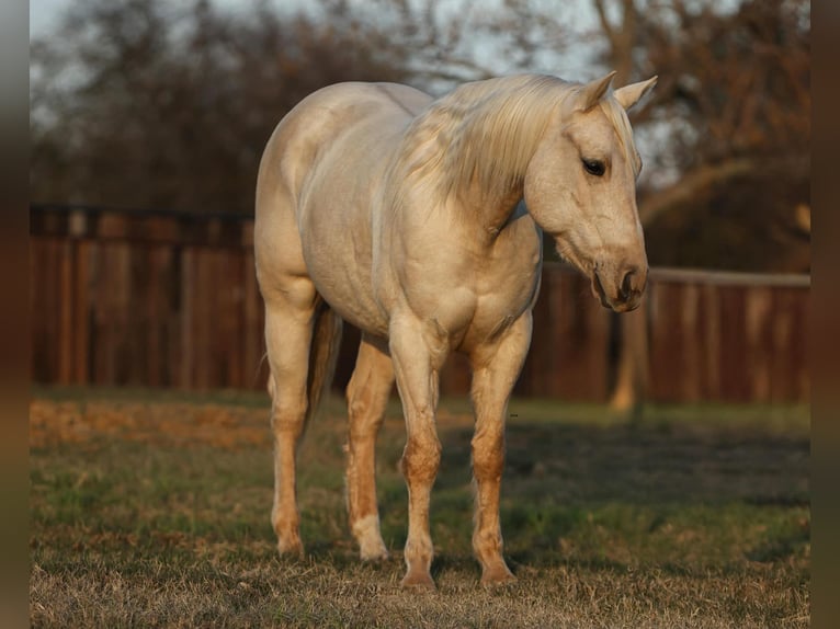 American Quarter Horse Gelding 7 years 15 hh Palomino in Stephenville TX