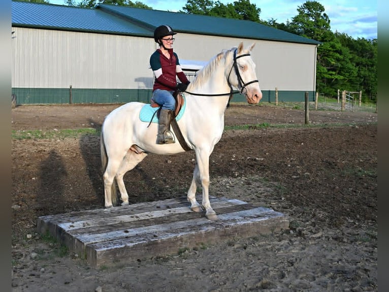 American Quarter Horse Gelding 7 years 15 hh Perlino in Warsaw