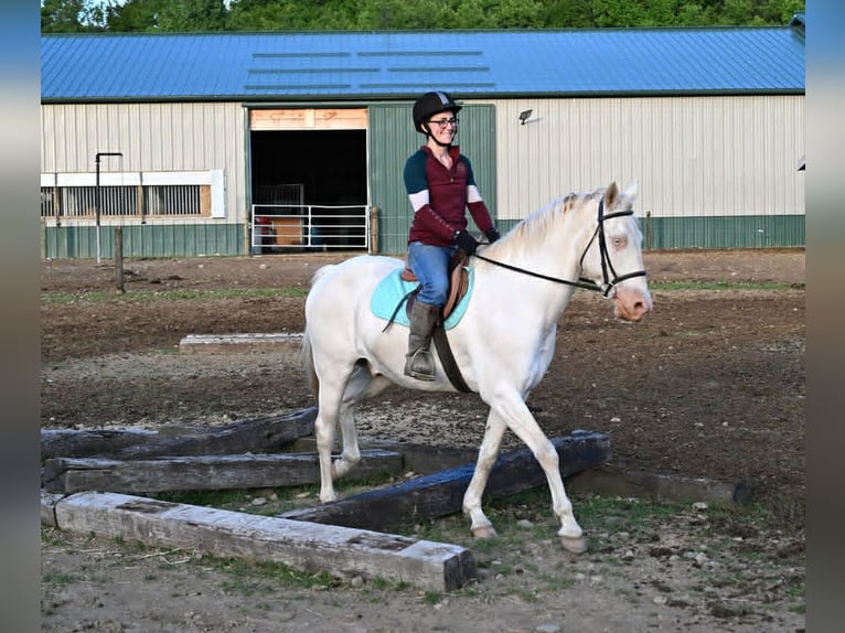 American Quarter Horse Gelding 7 years 15 hh Perlino in Warsaw
