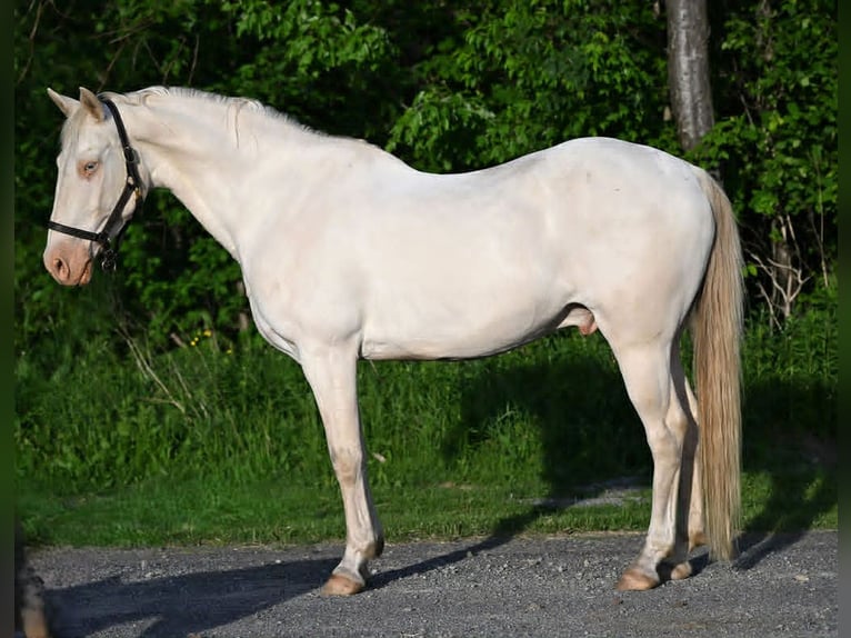 American Quarter Horse Gelding 7 years 15 hh Perlino in Warsaw