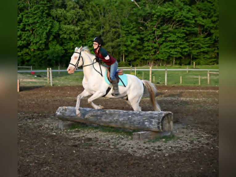 American Quarter Horse Gelding 7 years 15 hh Perlino in Warsaw