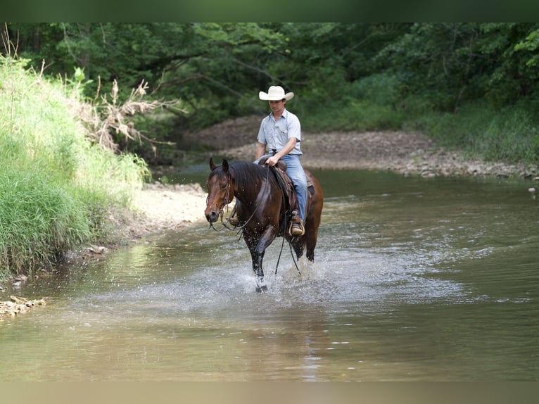 American Quarter Horse Gelding 7 years 15 hh Roan-Bay in CANYON, TX