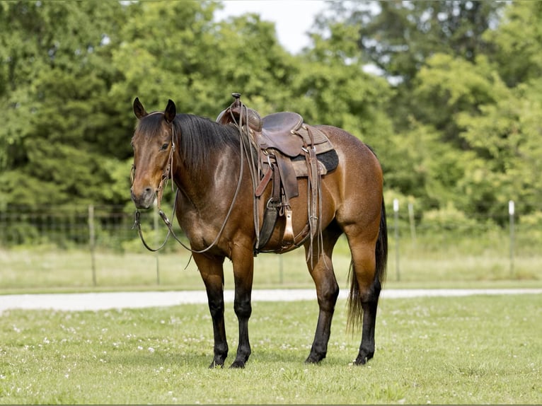 American Quarter Horse Gelding 7 years 15 hh Roan-Bay in CANYON, TX