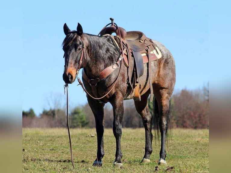 American Quarter Horse Mix Gelding 7 years 15 hh Roan-Bay in Rebersburg, PA