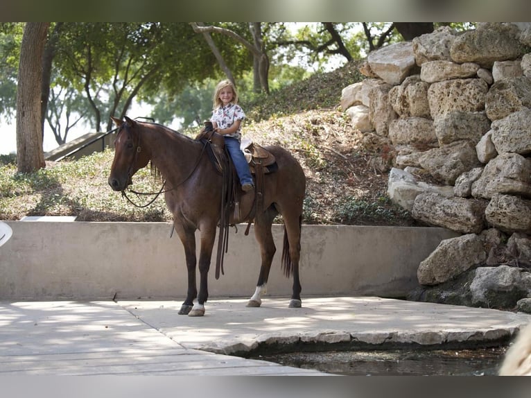 American Quarter Horse Gelding 7 years 15 hh Roan-Bay in Waco, TX