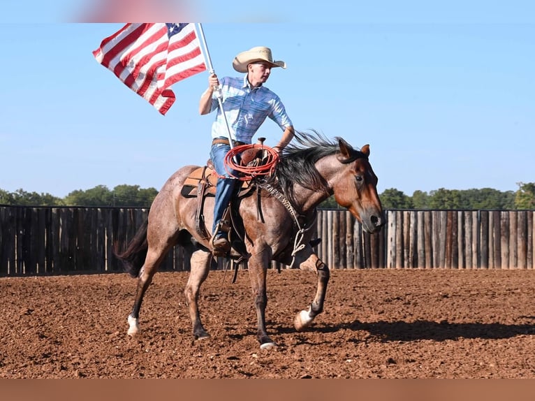 American Quarter Horse Gelding 7 years 15 hh Roan-Bay in Waco, TX