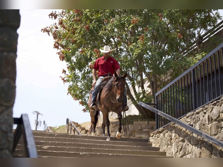 American Quarter Horse Gelding 7 years 15 hh Roan-Bay in Waco, TX