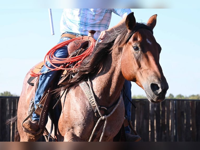 American Quarter Horse Gelding 7 years 15 hh Roan-Bay in Waco, TX