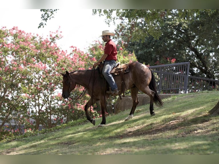 American Quarter Horse Gelding 7 years 15 hh Roan-Bay in Waco, TX