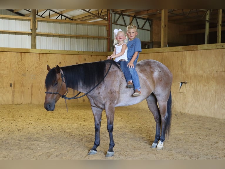 American Quarter Horse Gelding 7 years 15 hh Roan-Bay in Baldwyn, MS