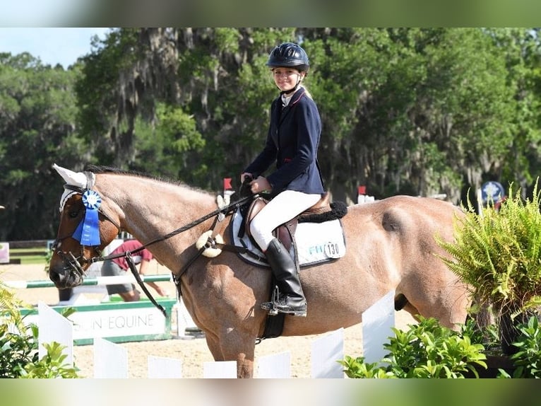 American Quarter Horse Gelding 7 years 15 hh Roan-Bay in Williston Fl