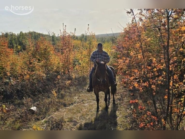 American Quarter Horse Gelding 7 years 15 hh Roan-Bay in Gladwin, MI