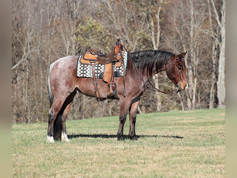 American Quarter Horse Gelding 7 years 15 hh Roan-Bay in Brodhead KY