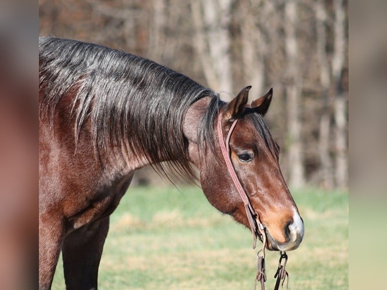 American Quarter Horse Gelding 7 years 15 hh Roan-Bay in Brodhead KY