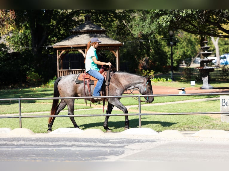 American Quarter Horse Gelding 7 years 15 hh Roan-Blue in Forney