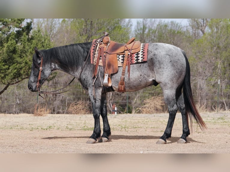 American Quarter Horse Gelding 7 years 15 hh Roan-Blue in Canadian, TX