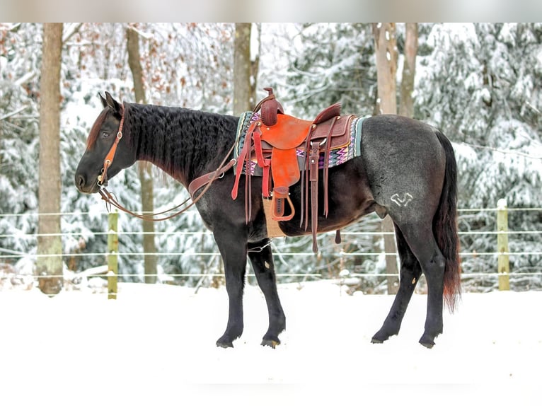 American Quarter Horse Gelding 7 years 15 hh Roan-Blue in Clarion