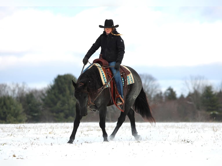 American Quarter Horse Gelding 7 years 15 hh Roan-Blue in Clarion