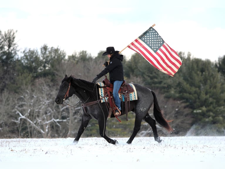 American Quarter Horse Gelding 7 years 15 hh Roan-Blue in Clarion