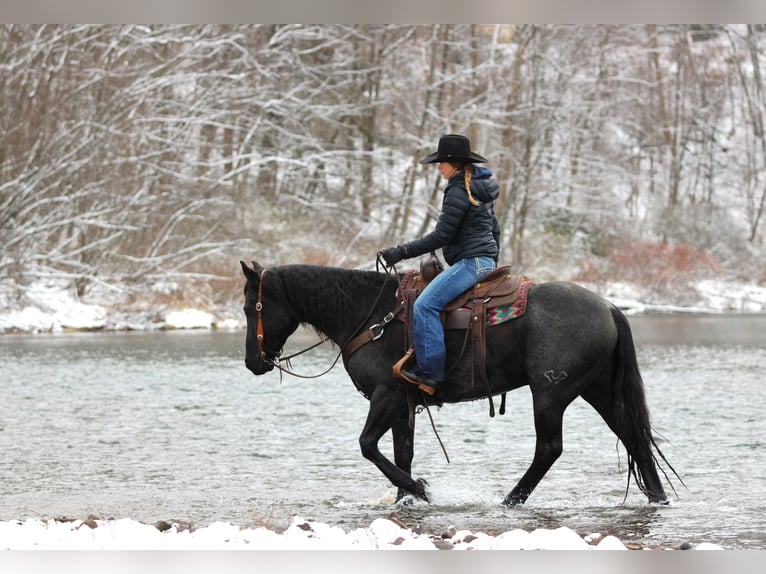 American Quarter Horse Gelding 7 years 15 hh Roan-Blue in Clarion