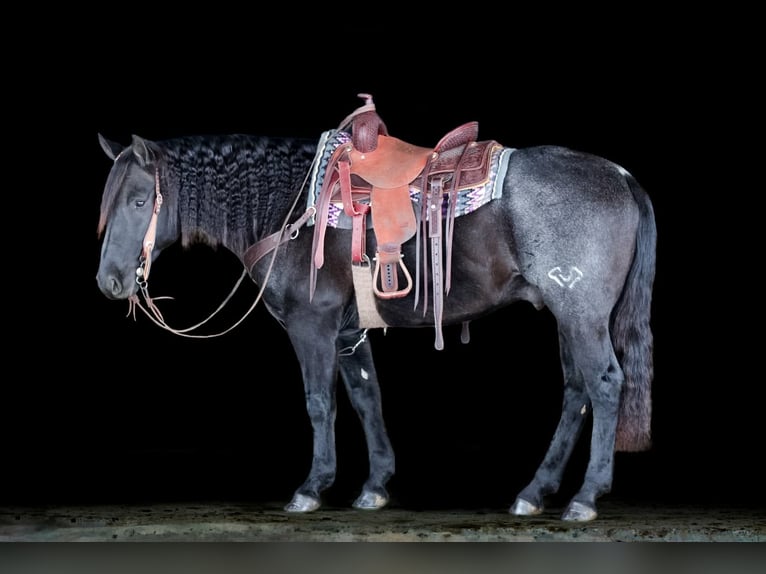 American Quarter Horse Gelding 7 years 15 hh Roan-Blue in Clarion