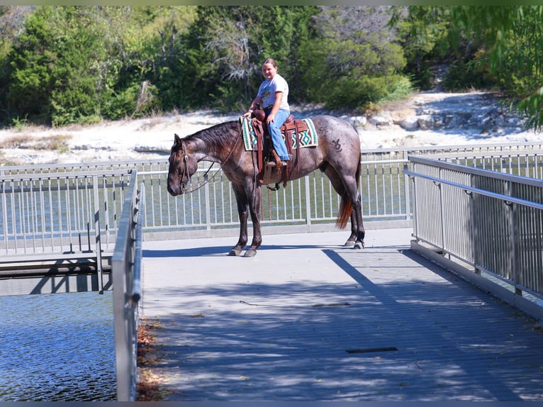 American Quarter Horse Gelding 7 years 15 hh Roan-Blue in Forney American Quarter Horse Gelding 7 years 15 hh Roan-Blue in Forney