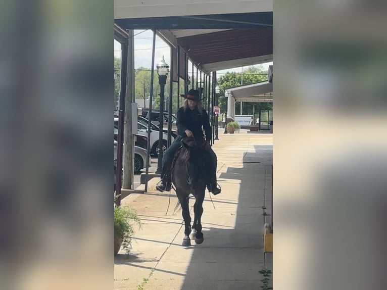 American Quarter Horse Gelding 7 years 15 hh Roan-Blue in Henderson