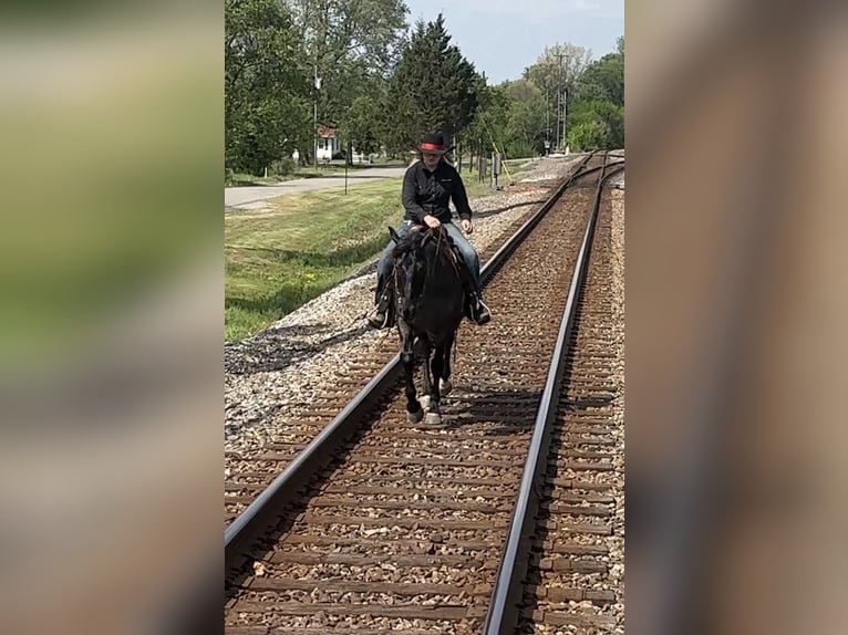 American Quarter Horse Gelding 7 years 15 hh Roan-Blue in Henderson