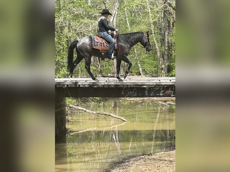 American Quarter Horse Gelding 7 years 15 hh Roan-Blue in Henderson